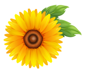 Yellow Sunflower Flower PNG