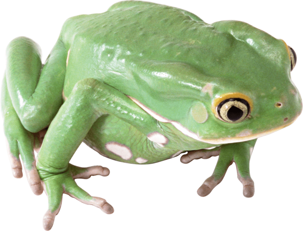 High resolution Frog Png