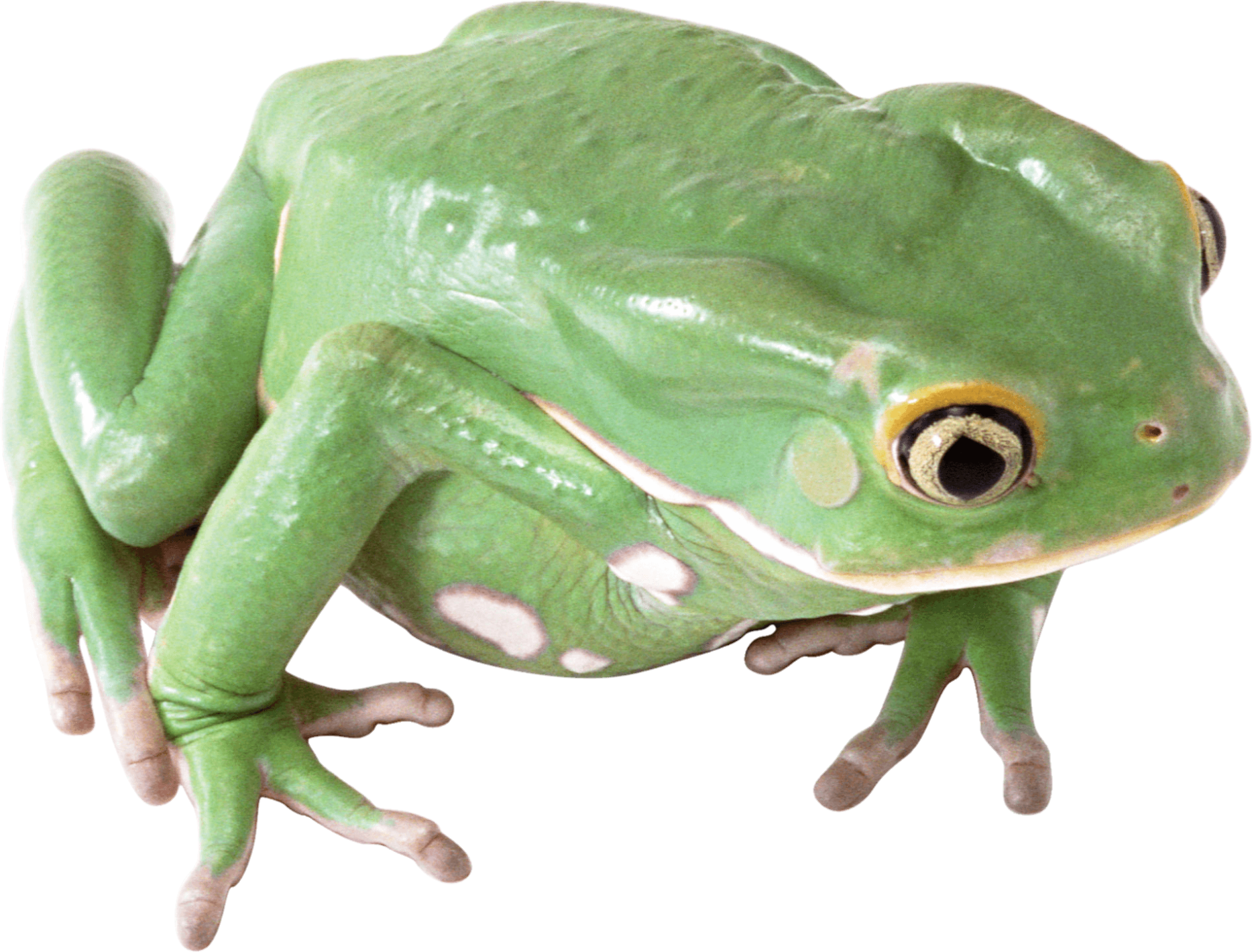 frog-png-image-from-pngfre-2