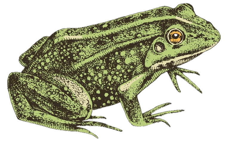 Frog Png Aesthetic 