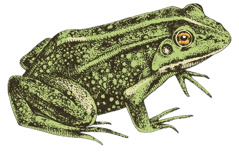 Frog Png Aesthetic 