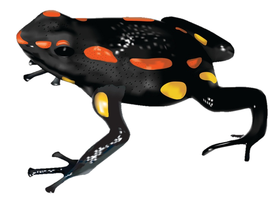Black Frog Png