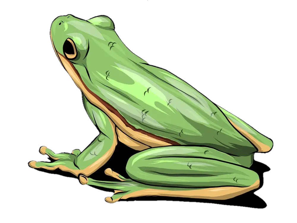 frog-png-image-from-pngfre-3