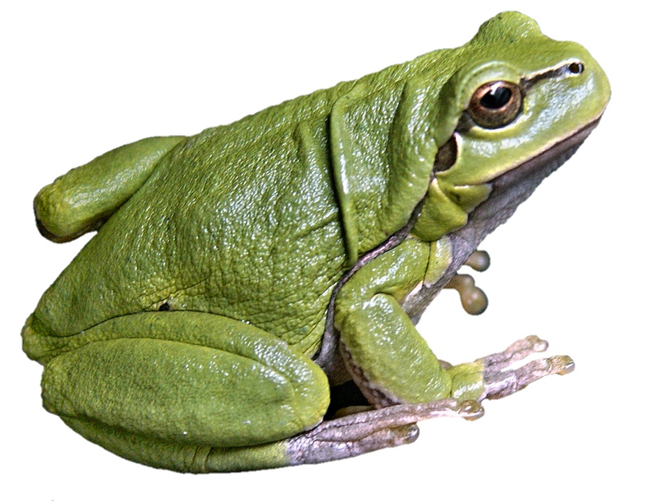 high-quality Frog Png