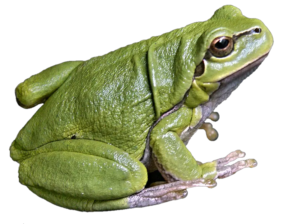 frog-png-image-from-pngfre-33