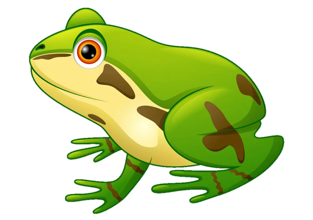 Frog Png vector