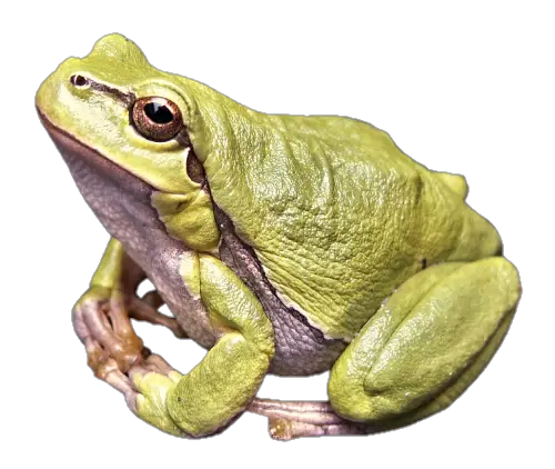 Real Frog Png