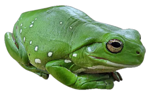 Green Frog Png