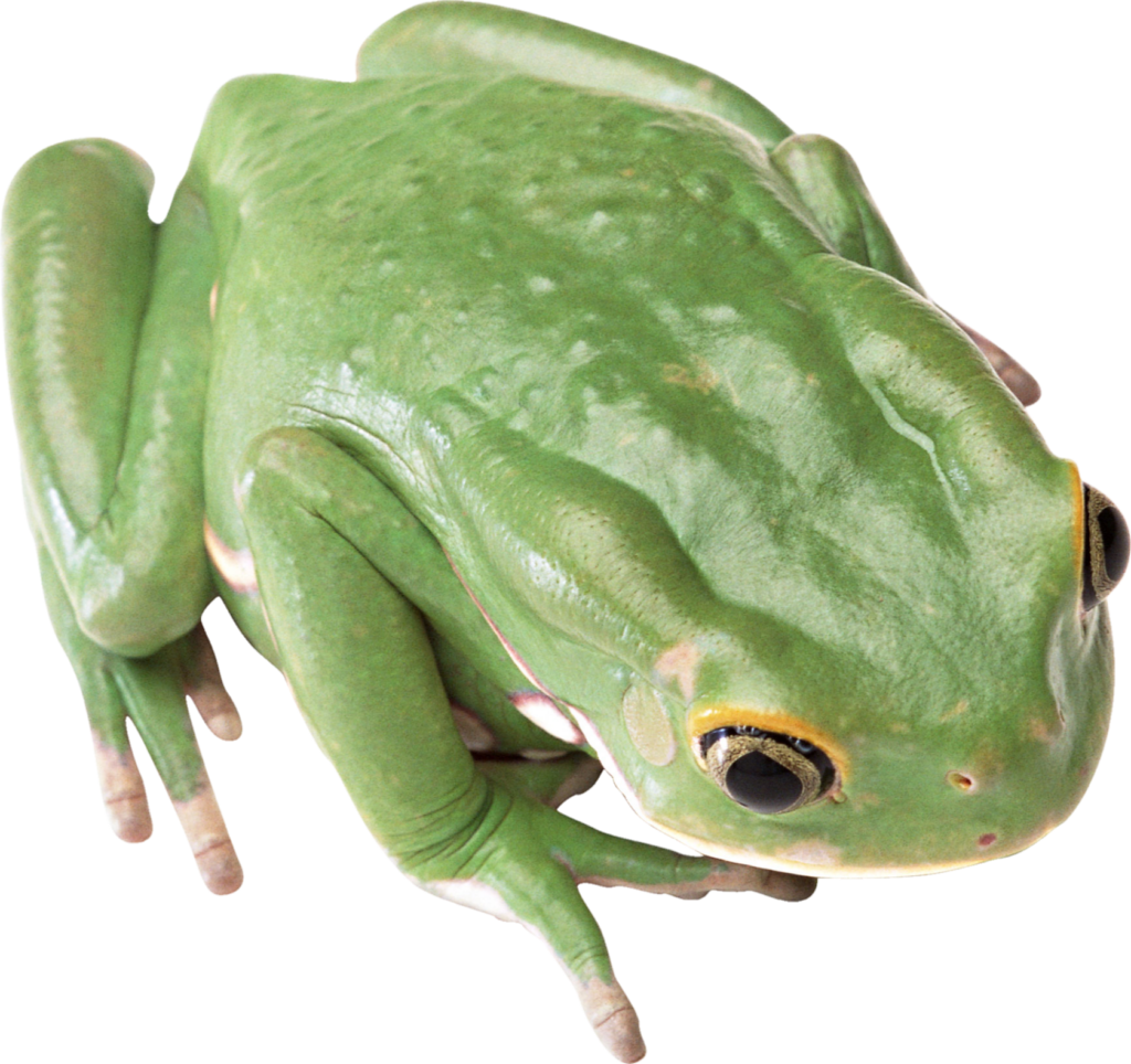 Real Frog Png