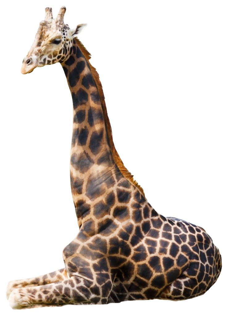 Northern Giraffe PNG