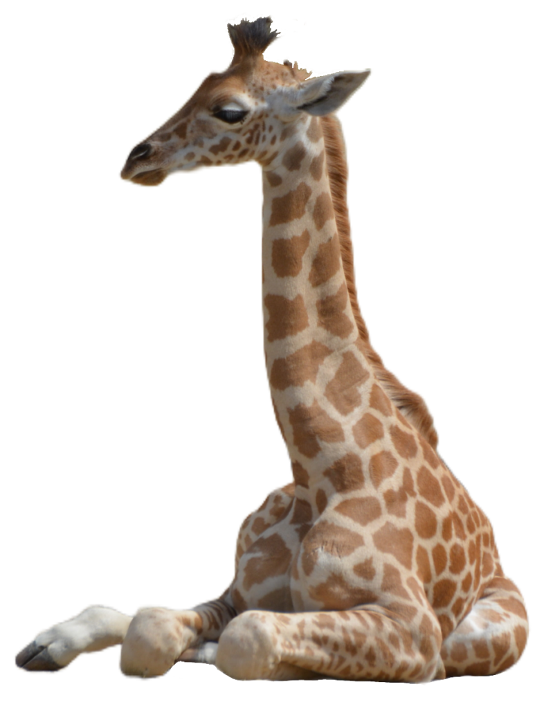 Sitting Giraffe PNG