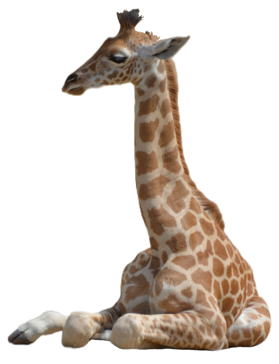 giraffe102