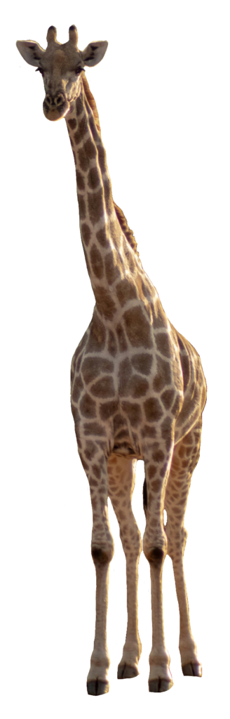Transparent Giraffe PNG