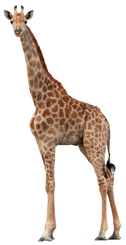 Giraffe PNG Image