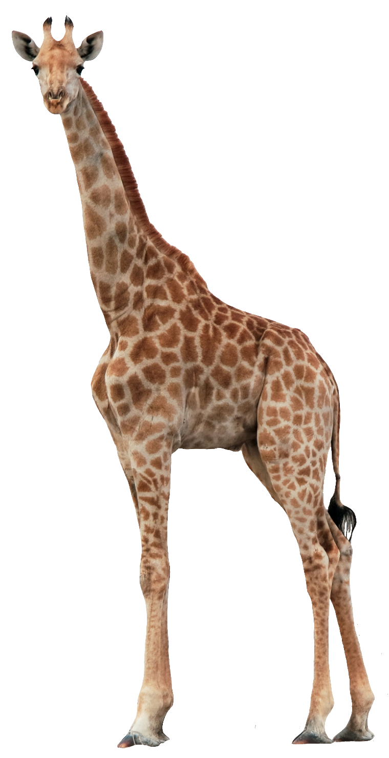 giraffe116