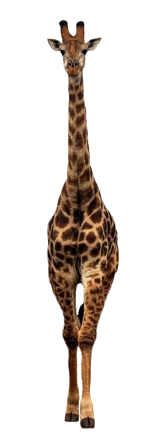 Realistic Giraffe PNG