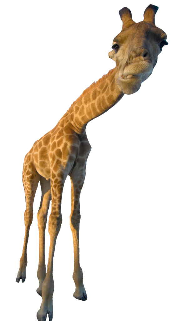 Transparent Giraffe PNG