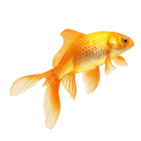 Goldfish PNG