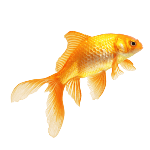 goldfish-poster