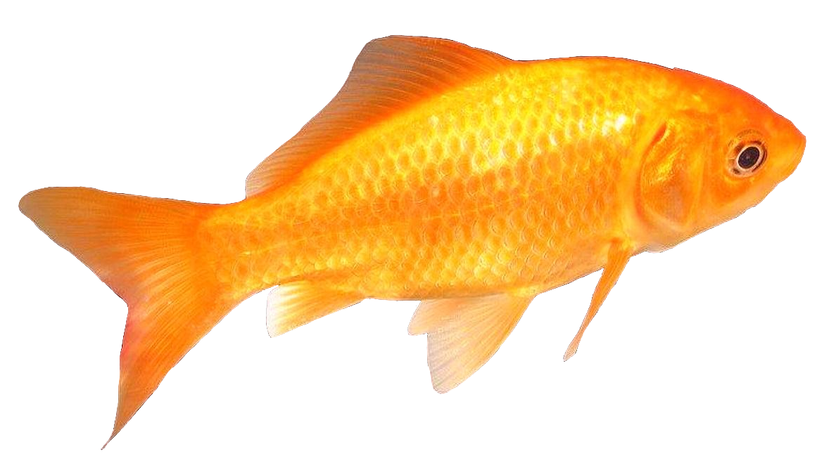 goldfish101