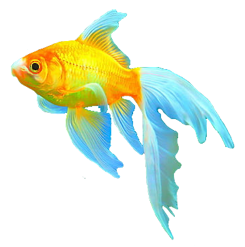 Goldfish PNG image