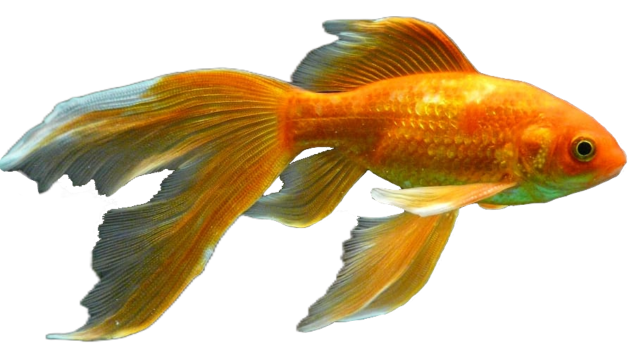 Swimming Goldfish PNG