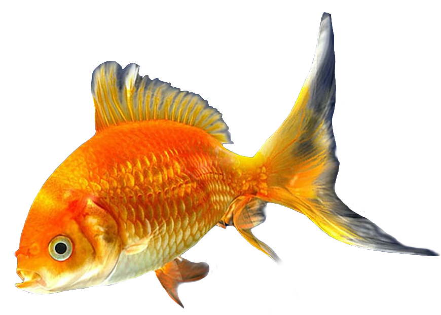 Transparent Goldfish PNG