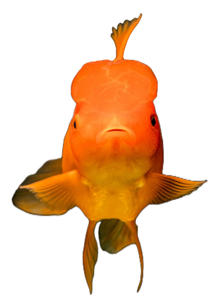 Goldfish Front View PNG