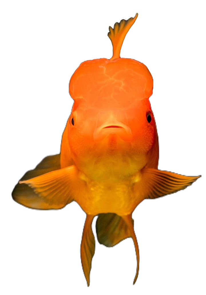 goldfish106