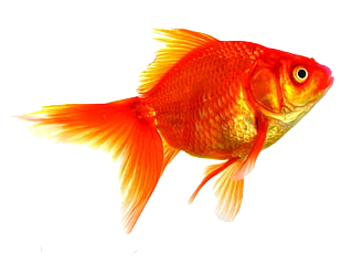 Small Goldfish PNG