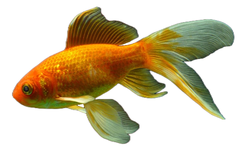 Transparent Goldfish PNG