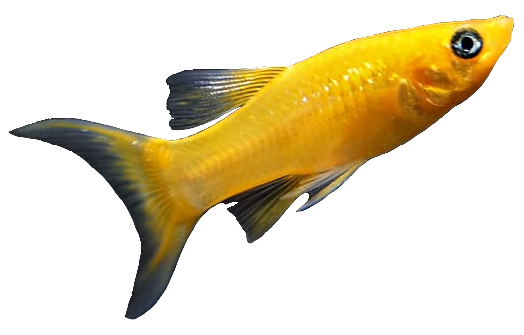 Baby Goldfish PNG
