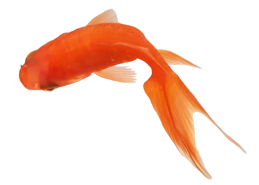 Small Goldfish PNG