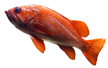 Golden fish PNG