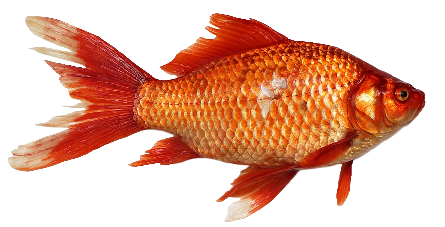 HD Goldfish PNG