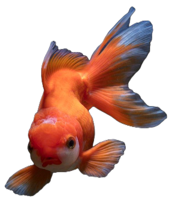 Cute Goldfish PNG