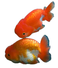 Baby Goldfish PNG