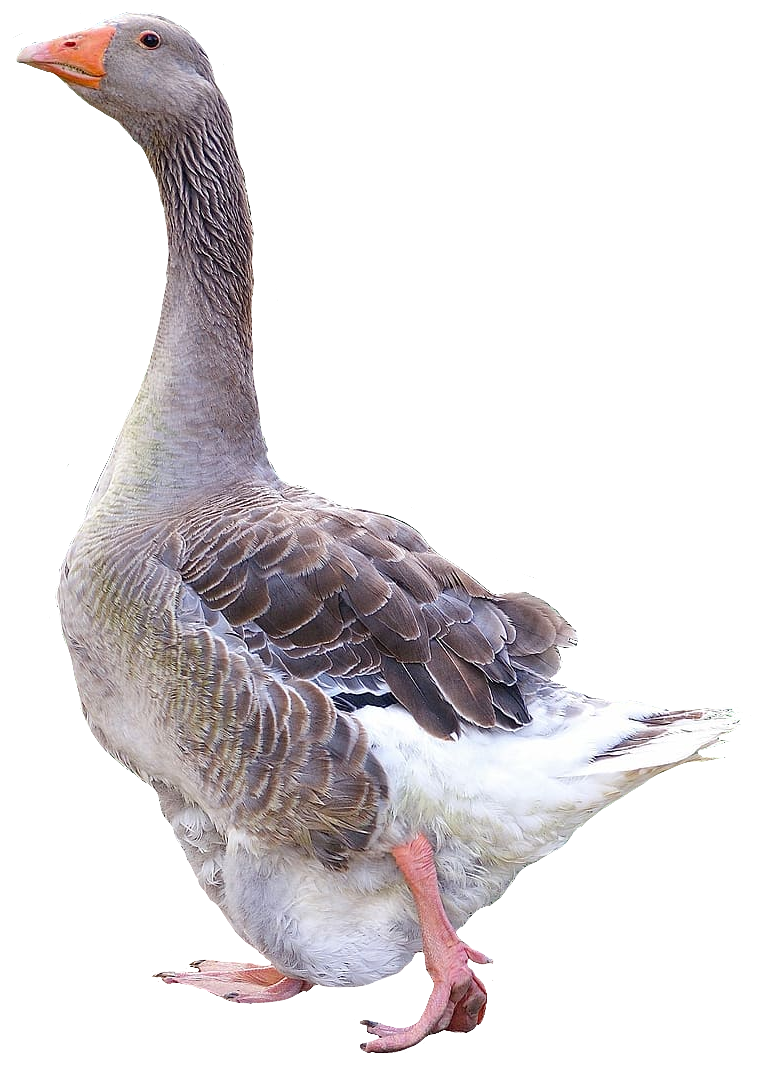 goose101