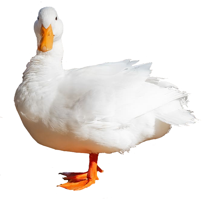 goose103