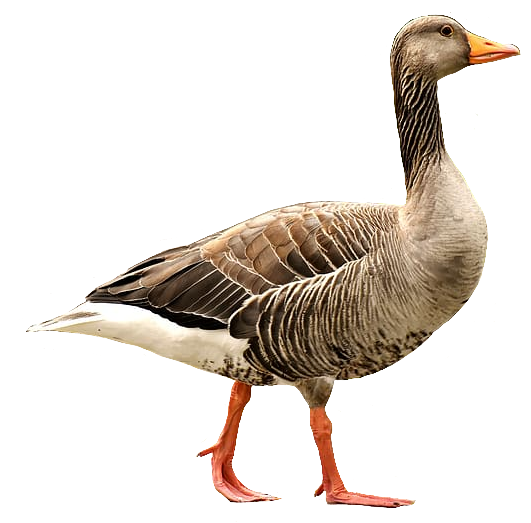 goose111