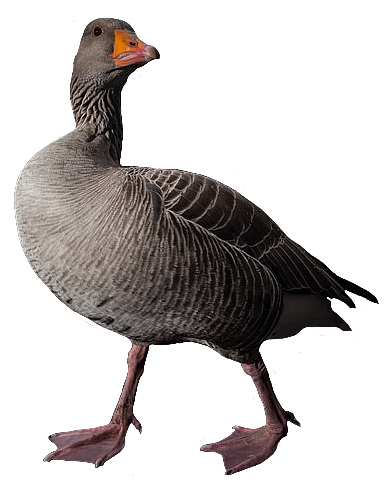 goose115