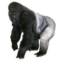 Gorilla PNG Image