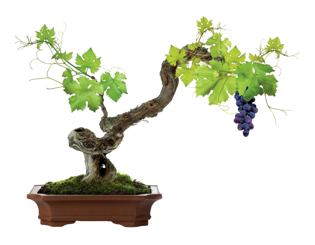 Grape Tree plant Png