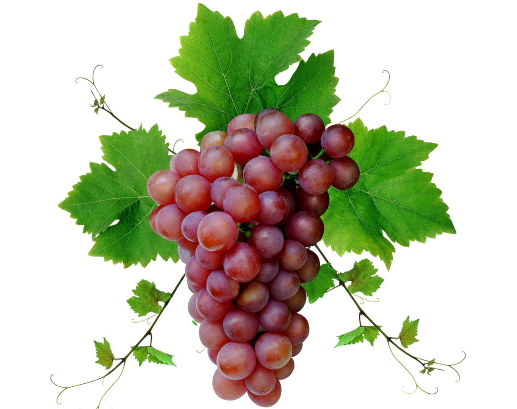 Red Grape Png