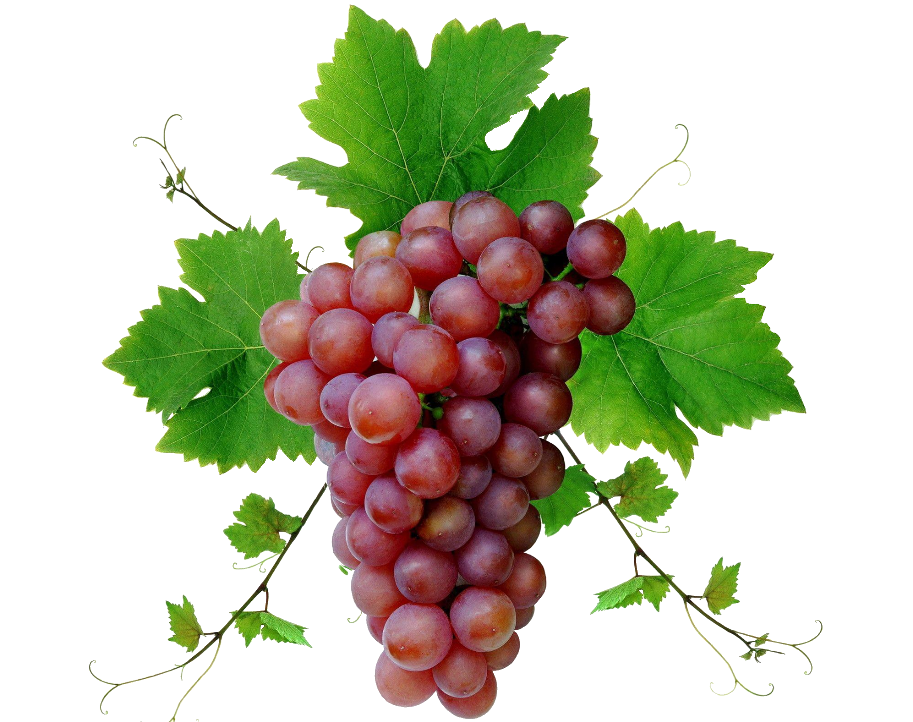 grape-41