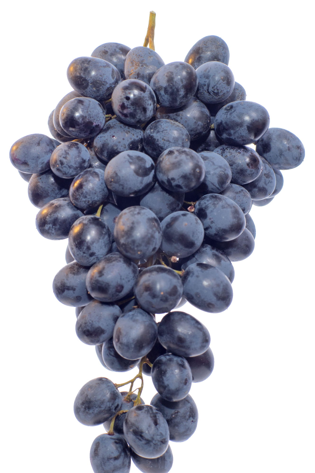 grape-52