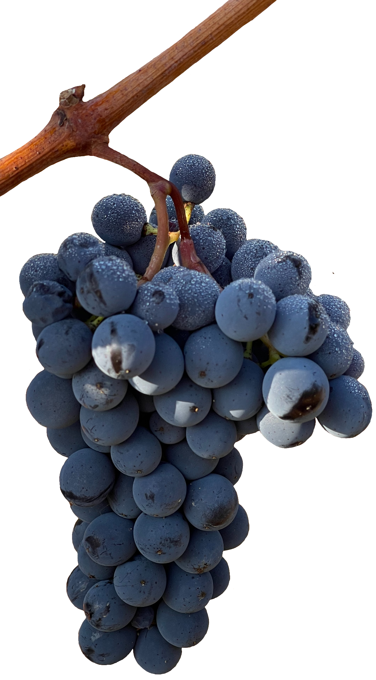 grape-54