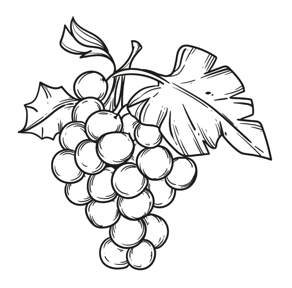 Grape Drawing Outline Png