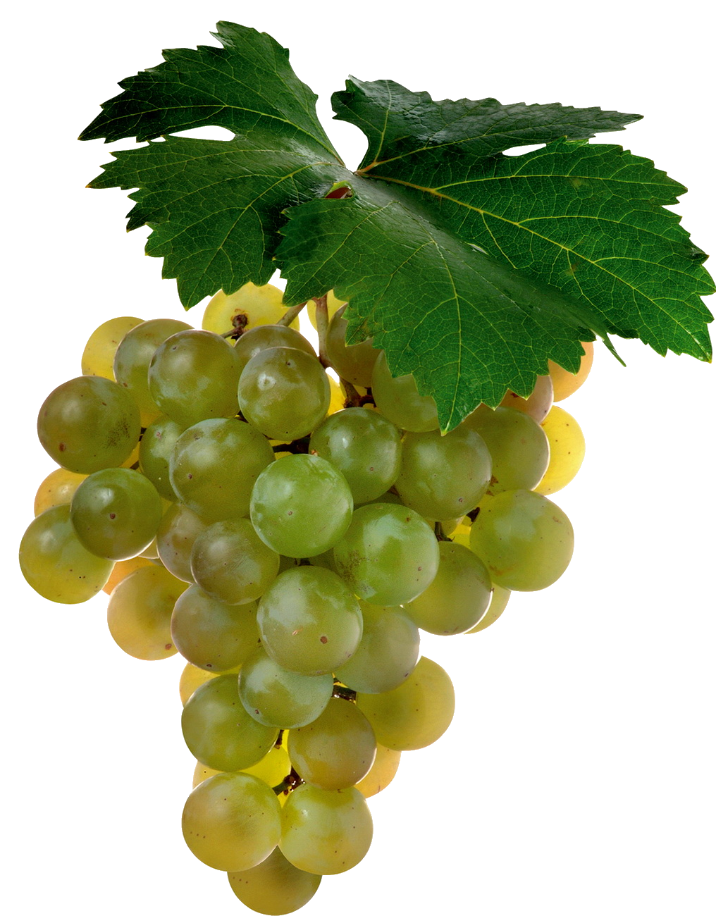 grape-62