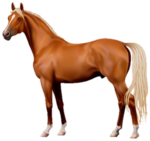 Horse Png Transparent Image